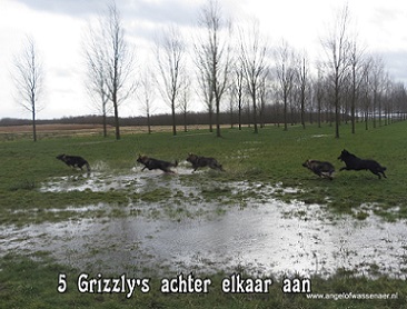 Grizzly wolven in Hendrik Ido Ambacht